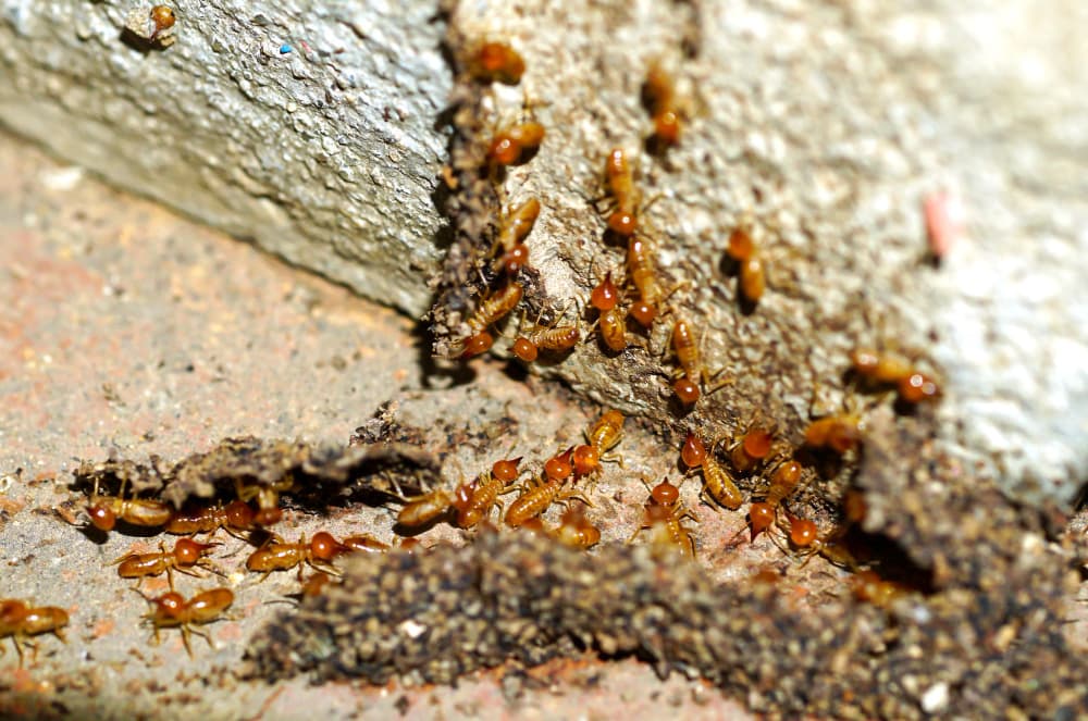 Termites along a structural edge